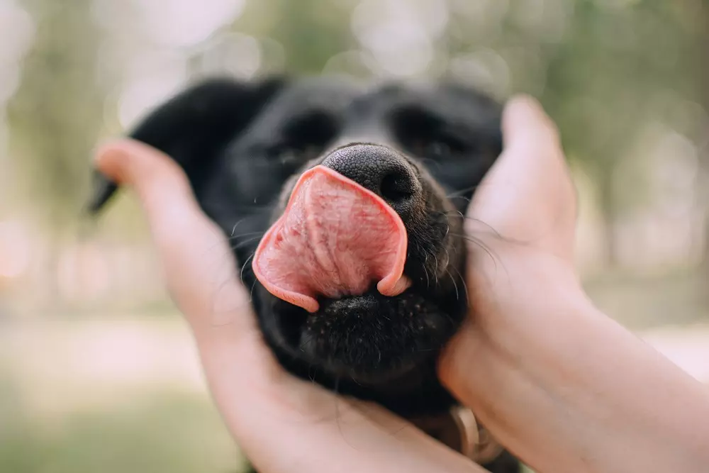 L'Eccellenza Nutrizionale di Monge Natural: Novità e Benessere per Cani e Gatti