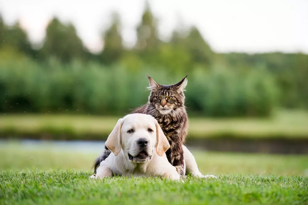 Gestione e Prevenzione dei Disturbi Intestinali negli Animali Domestici