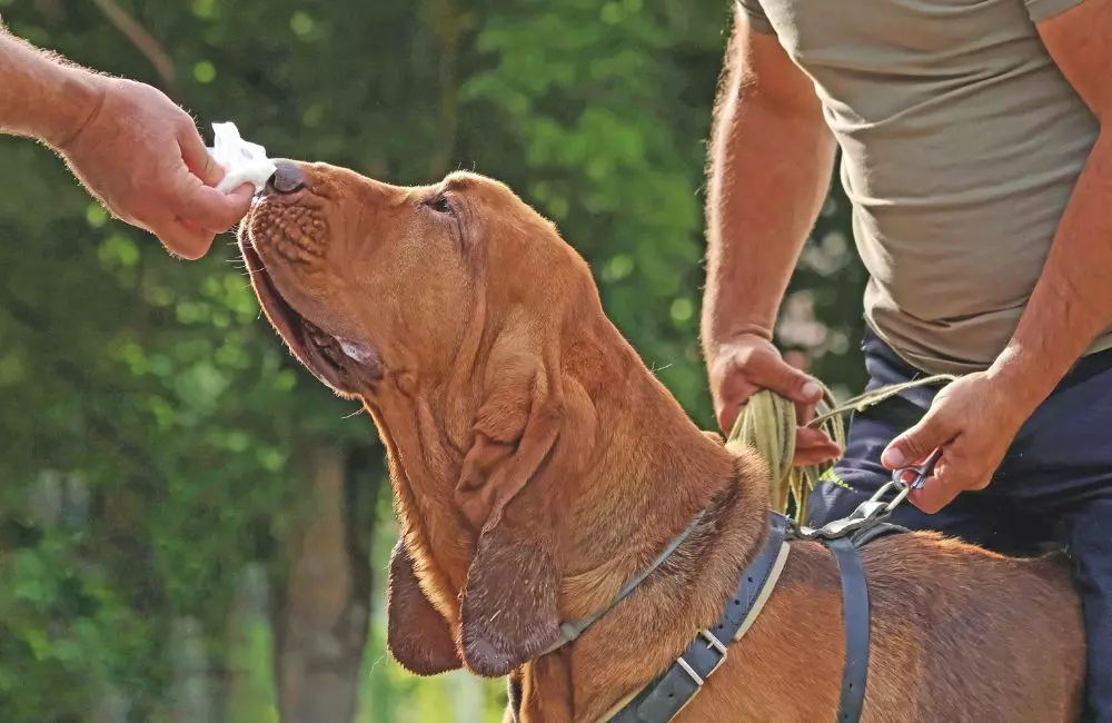 Mantrailing Sportivo: L'Infallibile Olfatto Canino al Servizio della Ricerca