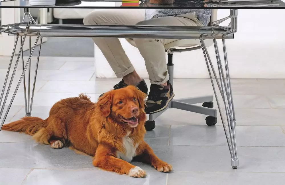 L'Evoluzione del Legame tra Umani e Animali Domestici: Una Metamorfosi Relazionale Approfondita