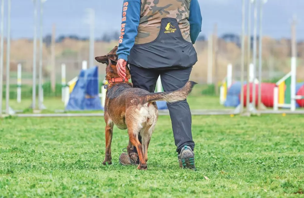 L'Arte della "Obedience": Un Percorso di Collaborazione e Crescita con il Tuo Cane