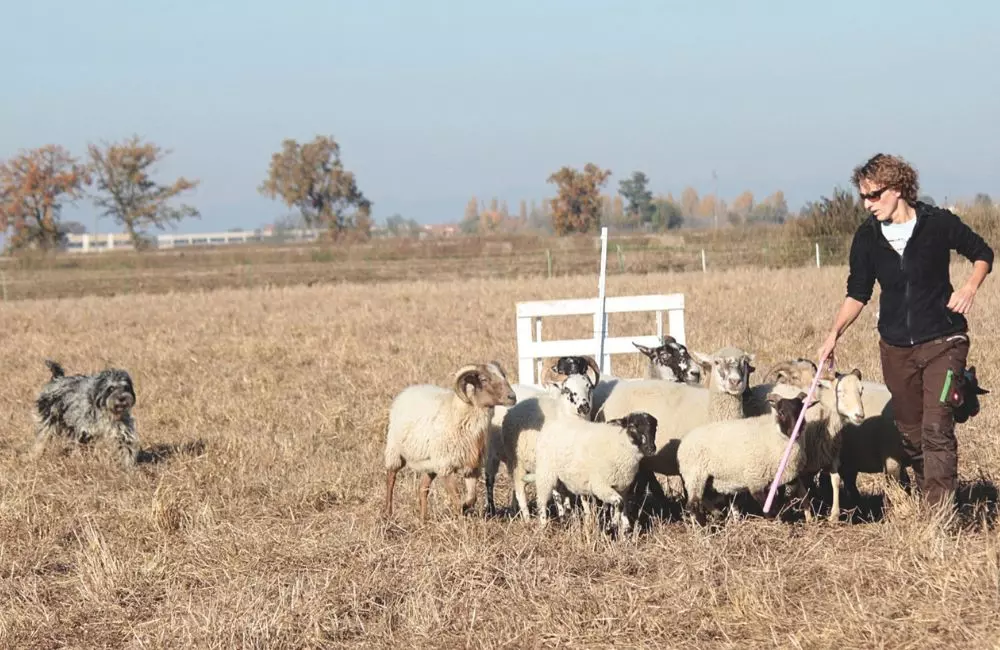 Campionati Europei di Cani da Lavoro su Bestiame: Una Celebrazione dell'Antico Legame tra Uomo e Animale