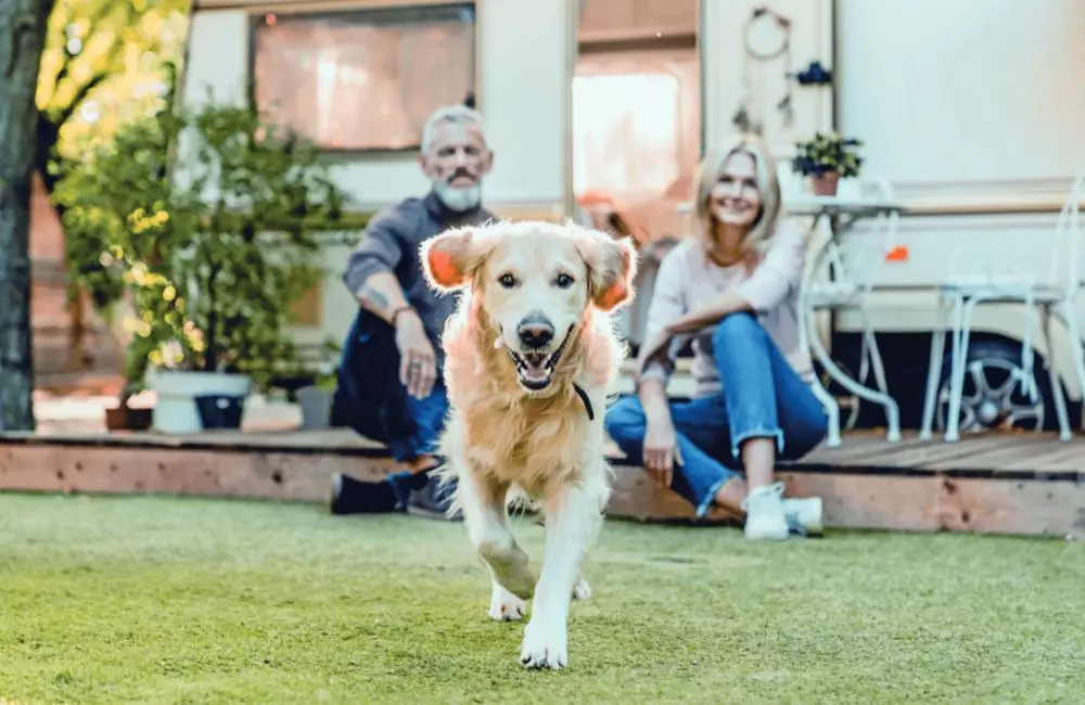 Cani: un luogo per vivere felici, in casa o in giardino?