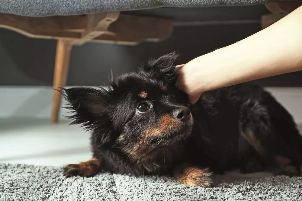 Come Gestire la Paura nei Cani: Una Guida per i Proprietari