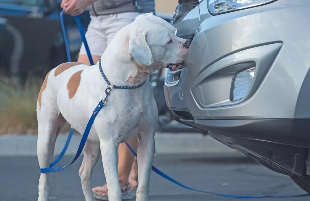 Il Detection Dog Sportivo: Un'Attività Cinofila in Crescita che Sfrutta l'Olfatto Canino