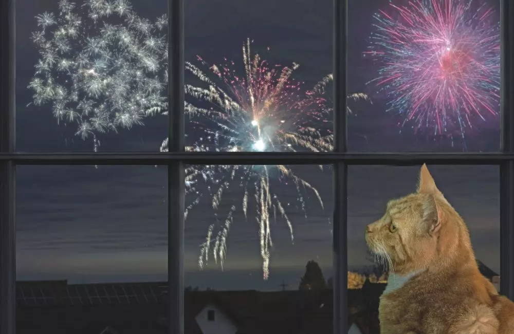 Come i Gatti Affrontano la Paura dei Fuochi d'Artificio