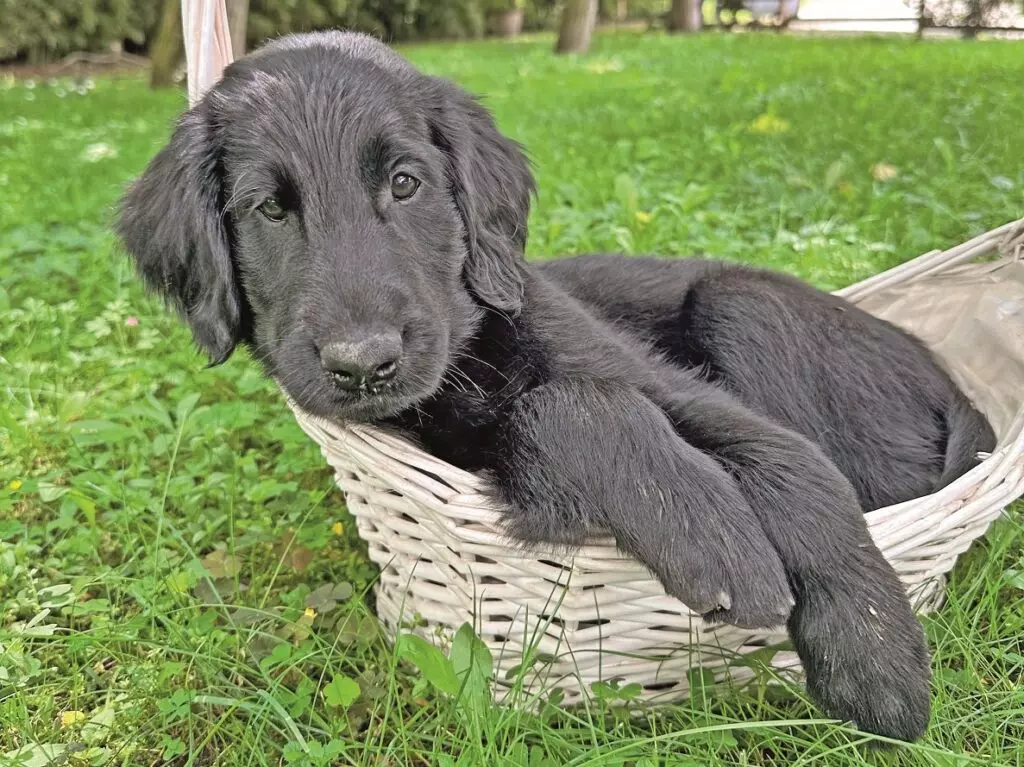 Prepararsi all'Arrivo di un Cucciolo: Guida Completa per un Inizio Sereno