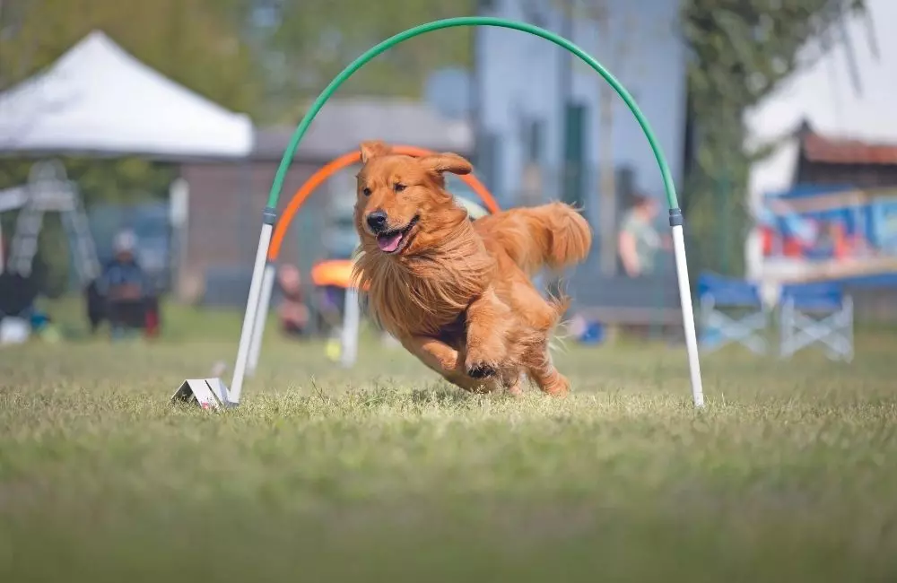 Hoopers: La Nuova Era nell'Addestramento Canino