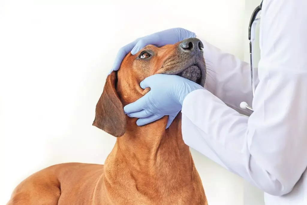 La cura oculare essenziale per cani e gatti: una guida completa