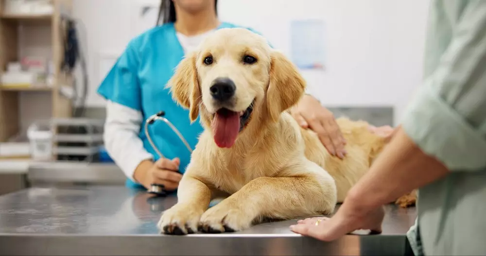 Cani nello Studio Dentistico: Un Sorriso Senza Paura per i Bambini