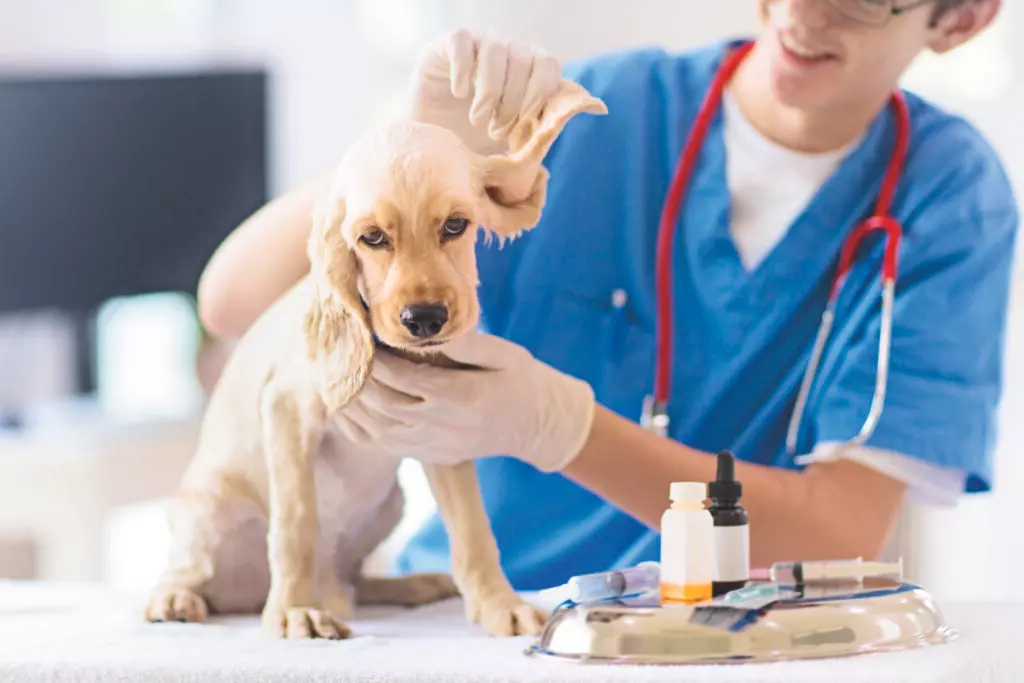 Cura e Prevenzione delle Malattie Auricolari in Cani e Gatti