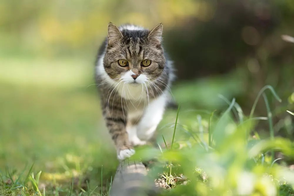 Giornata Mondiale del Gatto: celebrazione estiva e appello contro l'abbandono