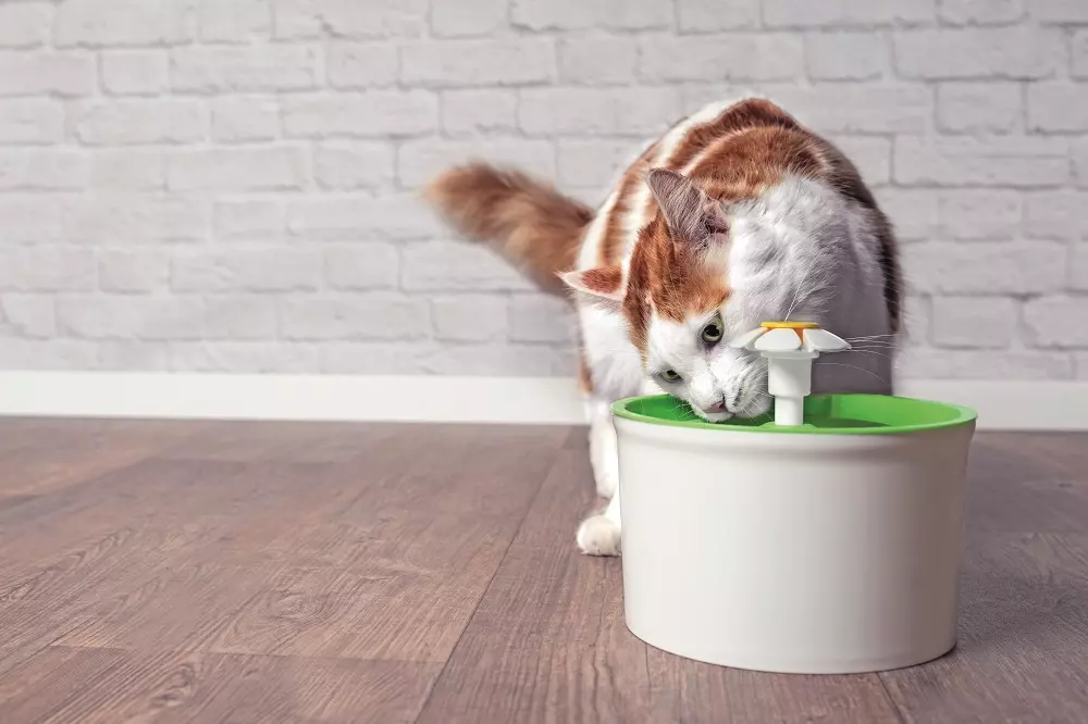 Mantenere l'equilibrio vitale: la cura delle malattie renali in cani e gatti