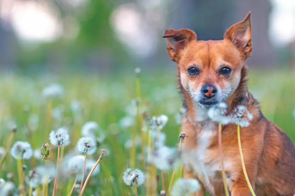 Malattie Dermatologiche in Cani e Gatti: Prevenzione e Gestione