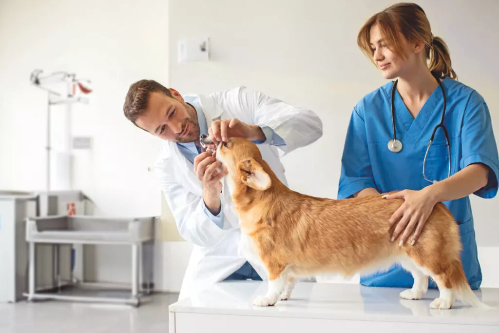 L'Importanza Cruciale dell'Igiene Orale per Cani e Gatti