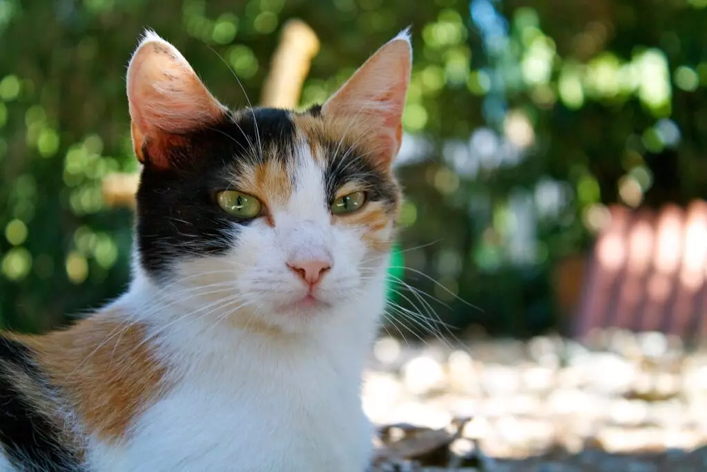 Gestione Innovativa di Colonie Feline: Il Ruolo delle Scuole a Roma