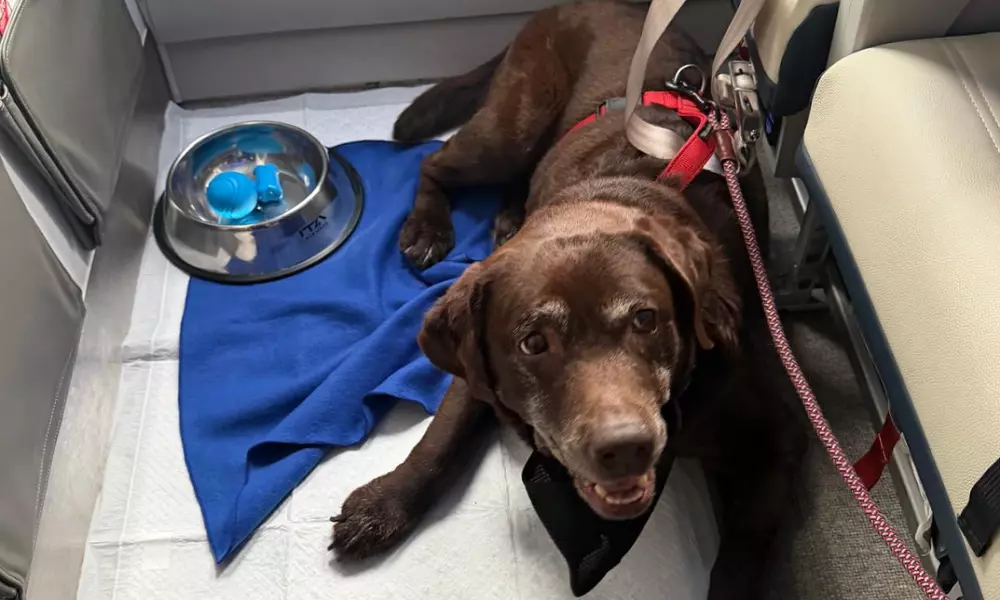 Viaggiare in aereo con animali domestici: nuove normative e primo volo dimostrativo