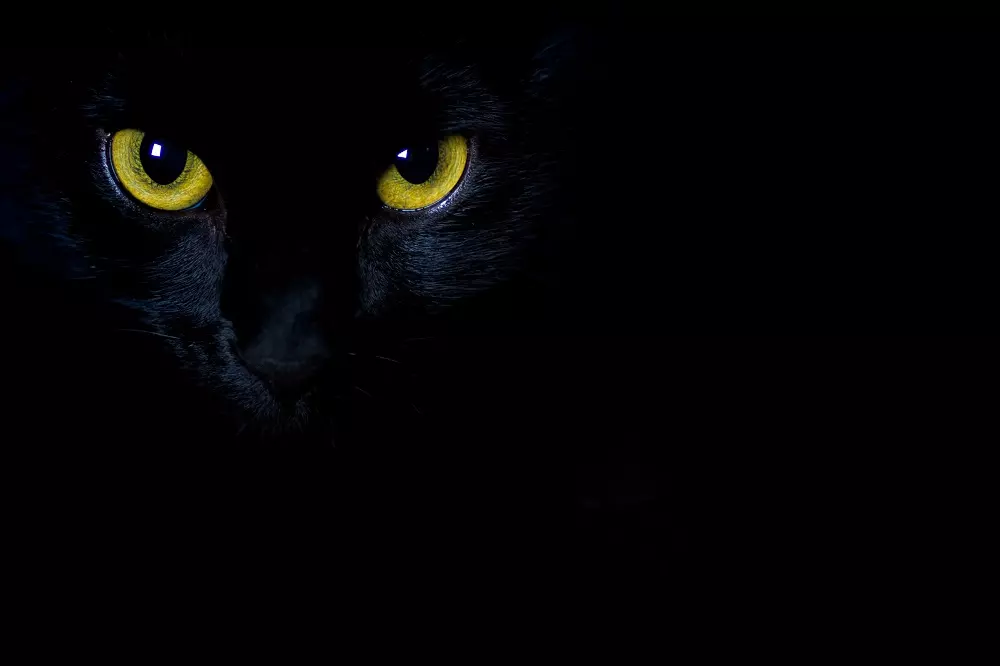 La Giornata del Gatto Nero: Abbattere le Superstizioni e Promuovere l'Amore per i Felini Scuri