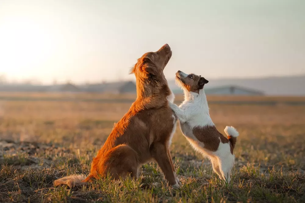 L'Importanza del Gioco per lo Sviluppo Armonioso del Cane: Presentazione di Hula Dog