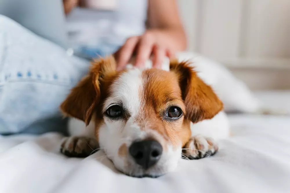 Giornata Mondiale del Cane: Festeggiare l'Amico Fedele e Promuovere l'Adozione Consapevole