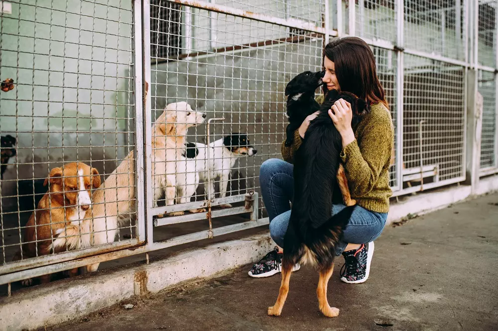 Un'Iniziativa Semplice e Rivoluzionaria: Come Una Pizza Aiuta i Cani a Trovare Casa
