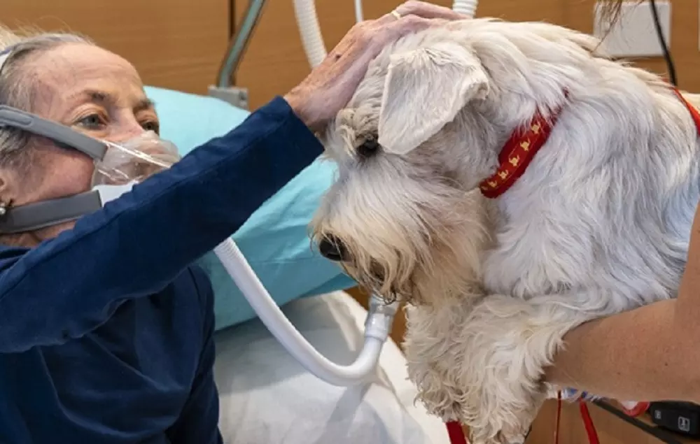 La Storia Incantevole di Nina: Amore e Perdita Attraverso gli Occhi di un Cane nell'Hospice