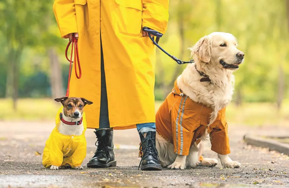 Proteggere i Nostri Amici Animali dal Rigore Invernale