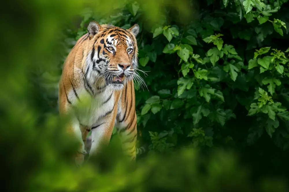 Giornata Mondiale degli Animali: Un Inno alla Convivialità e al Rispetto tra le Specie