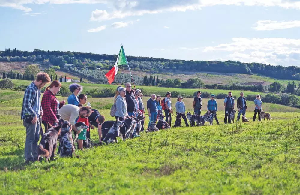 I Pastori Italiani Protagonisti agli Europei di Sheepdog