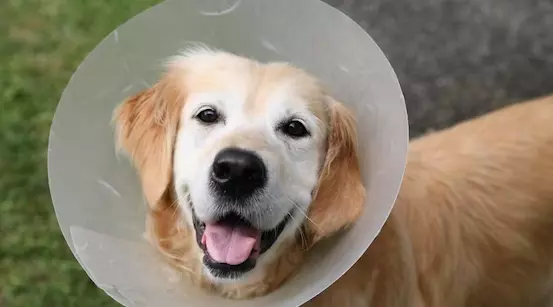 La cura delle ferite canine: Prevenzione delle infezioni e strategie di protezione