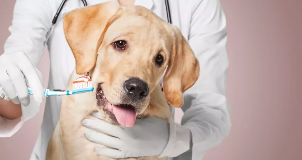 Il Percorso Dentale Canino: Dalla Nascita alla Maturità