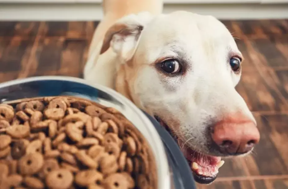 Nutrizione Canina: Dalla Dieta Lupina all'Alimentazione Ottimale