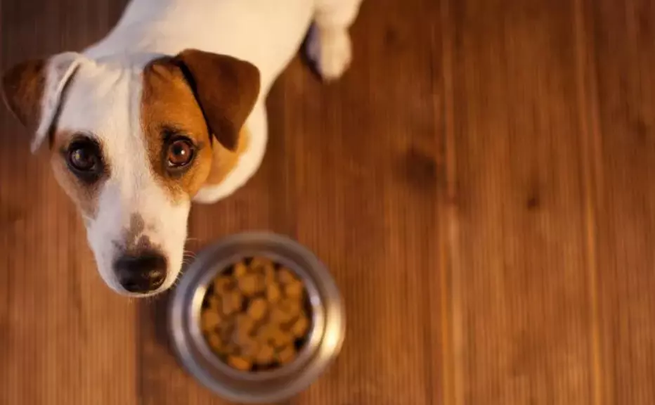 Allergie Alimentari nei Cani: Una Guida Completa alla Gestione e alla Scelta degli Alimenti