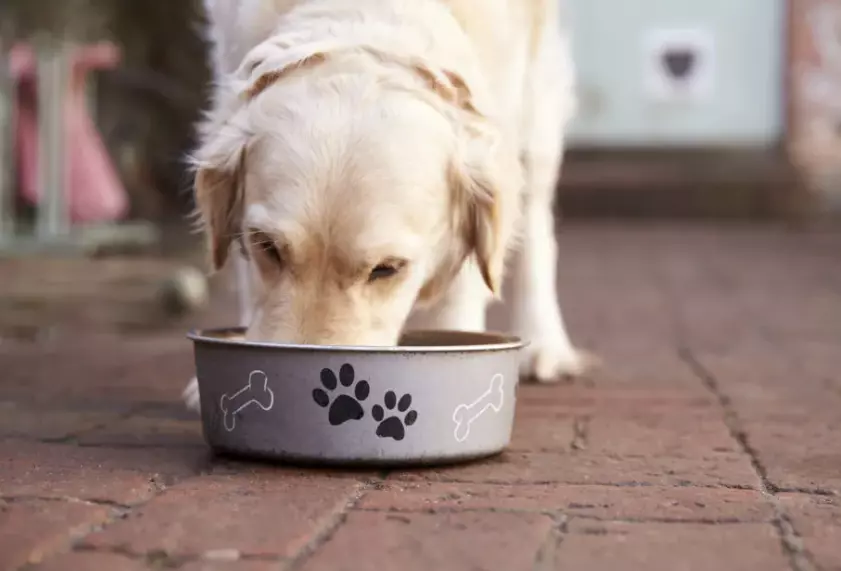Alimenti per cani: la differenza tra estruso e pressato a freddo