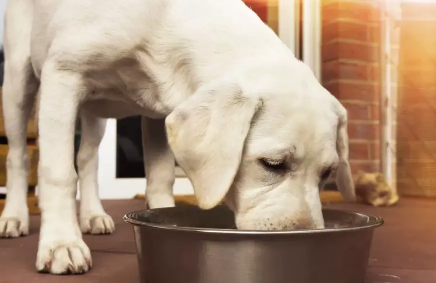 Alimentazione Canina: L'Importanza della Scelta Grain-Free