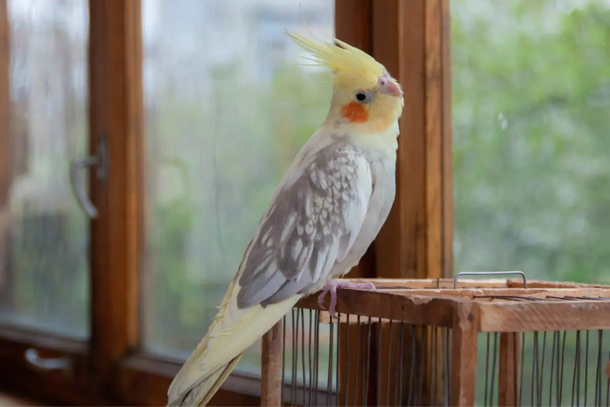 Nutrizione Ottimale per Uccelli Domestici: Linee Guida Essenziali per la Loro Saluta