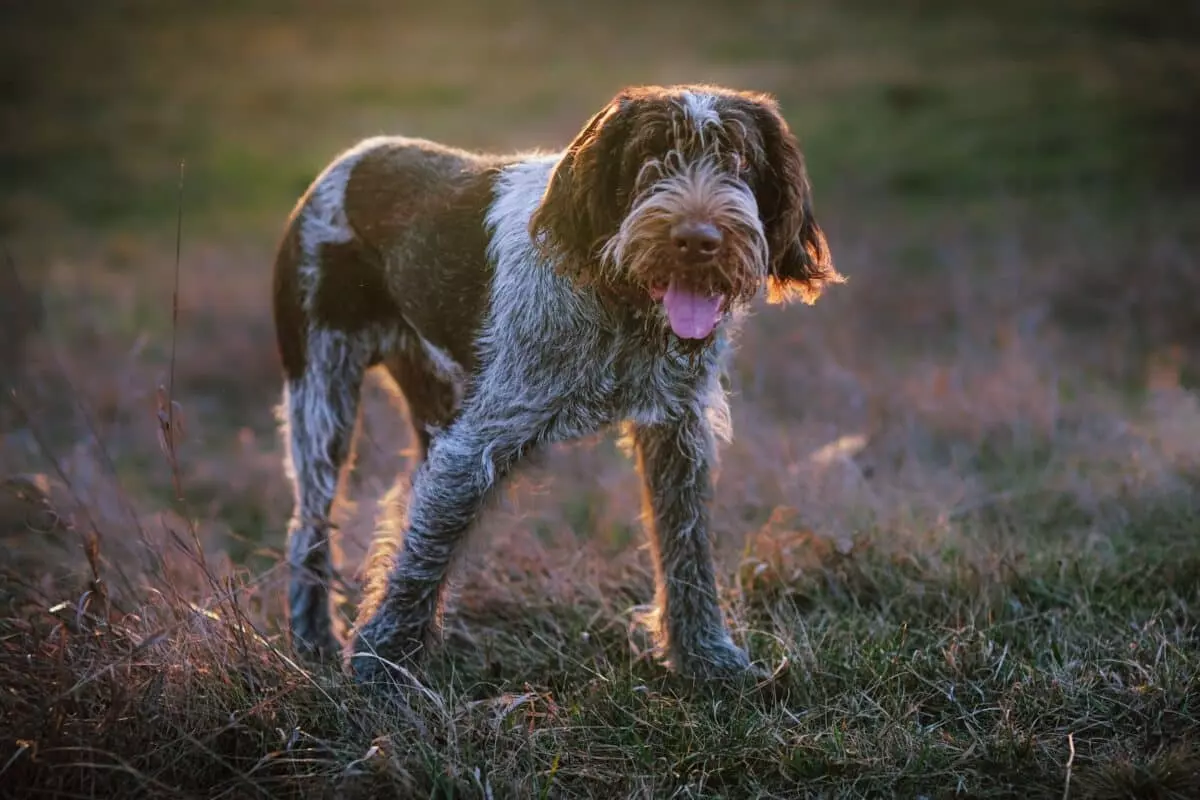 Lo Spinone Italiano: Un Fedele Compagno con un Cuore Affettuoso