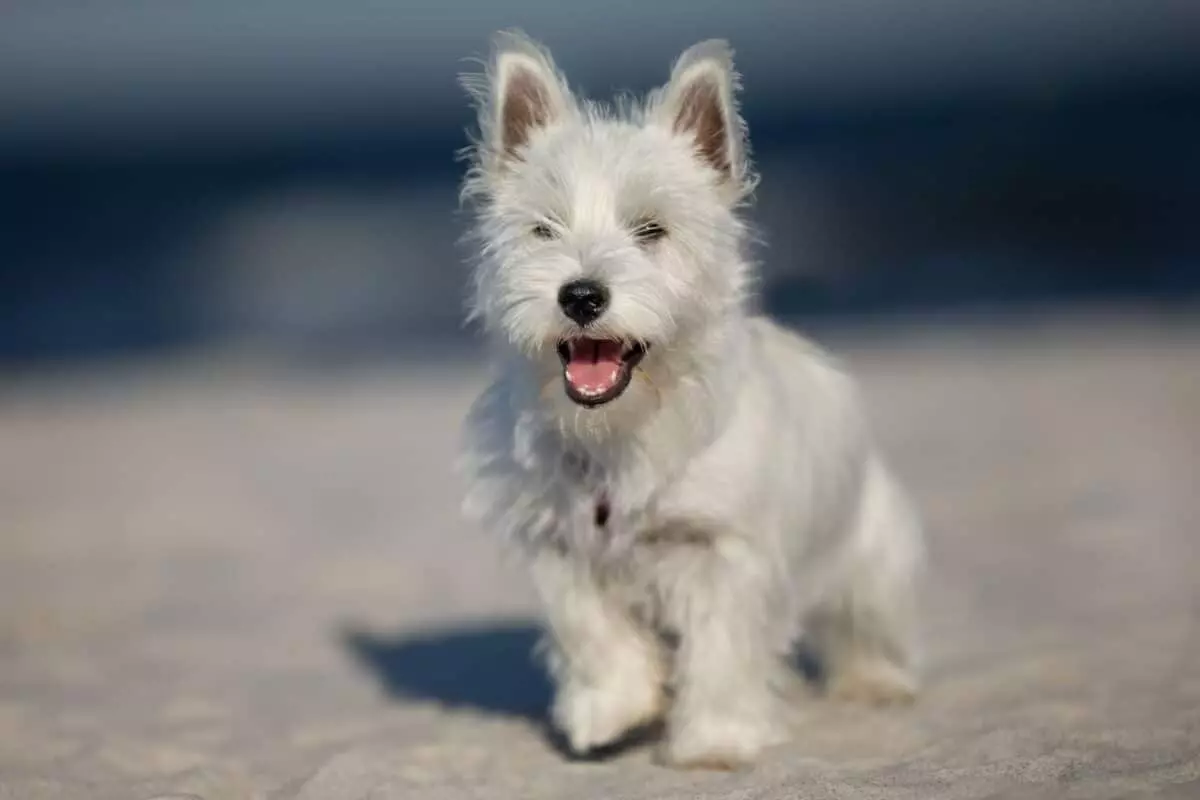 West Highland White Terrier: Guida Completa alla Razza