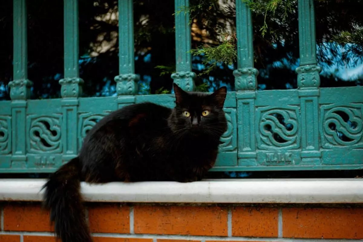 La Giornata Mondiale del Gatto Nero: Sfata Superstizioni e Celebra l'Eleganza Felina