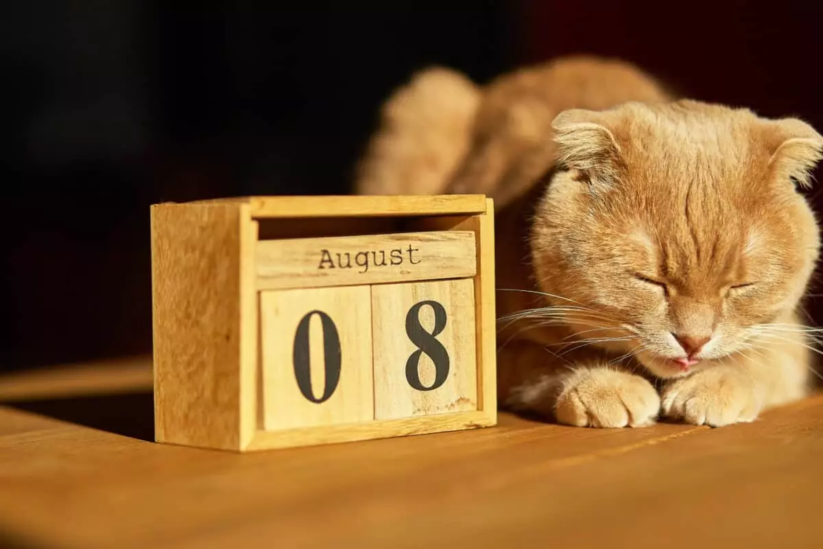 Celebrazione Felina Mondiale: Un Omaggio al Compagno Domestico Amato