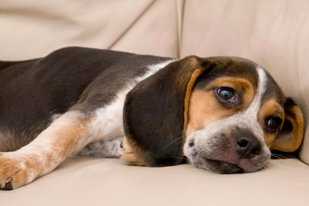 Comprendere e superare la noia negli animali domestici