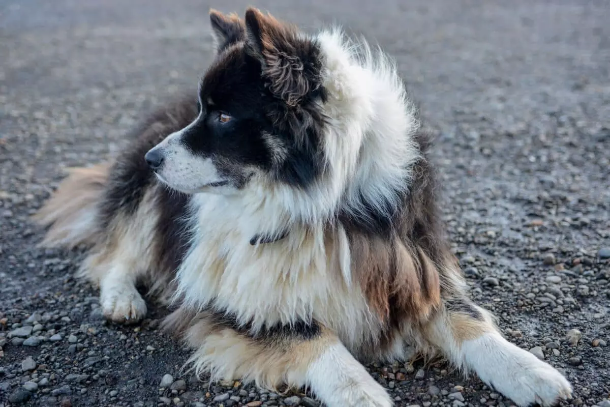 La Muta del Pelo Canino: Una Guida Completa per Ogni Stagione