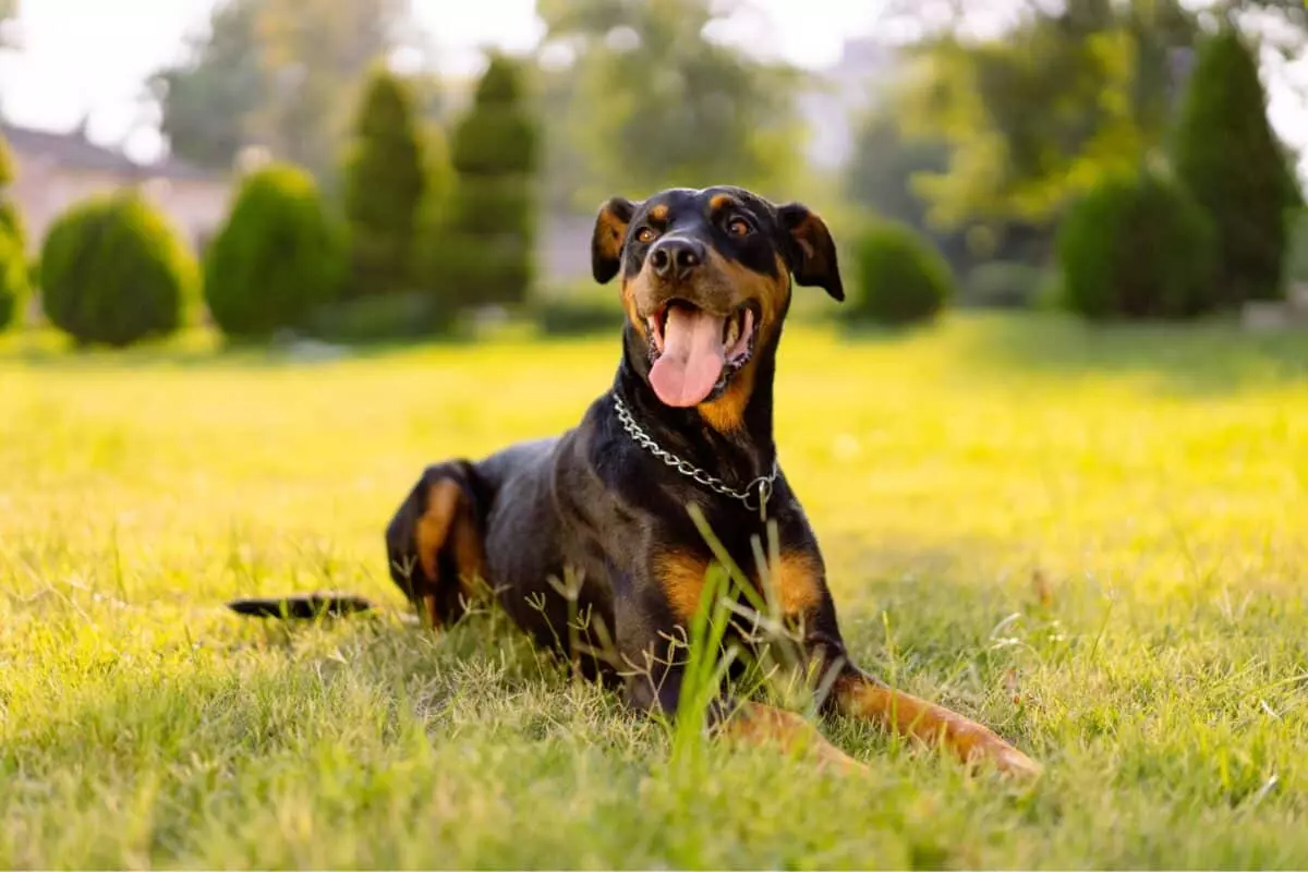 Il Dobermann: Un Compagno Nobile e Perspicace