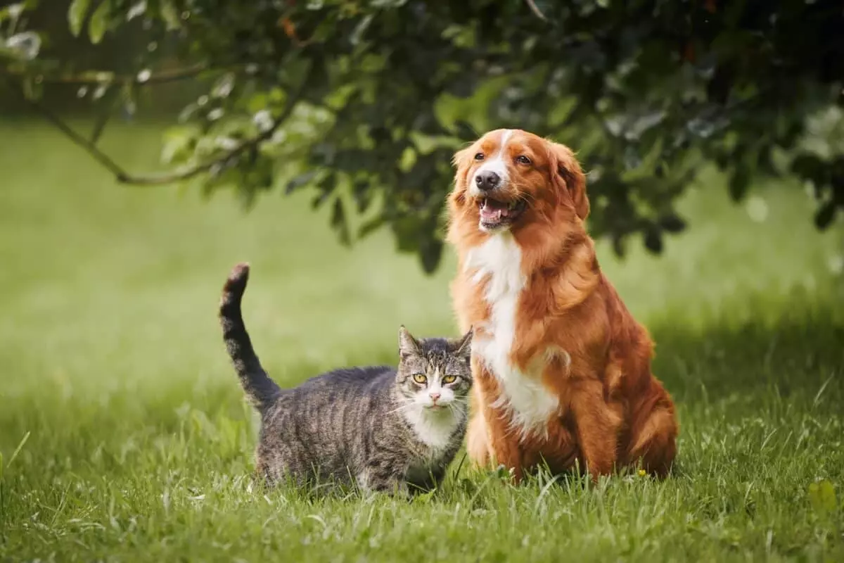 Mantenere il Peso Ideale degli Animali Domestici dopo la Stagione Invernale