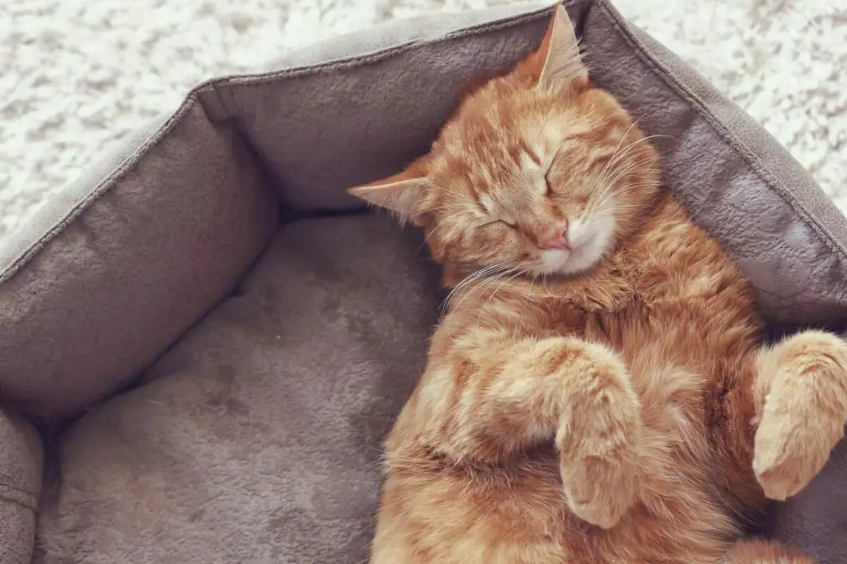 Il sonno felino: comprendere le abitudini e i segnali di allarme