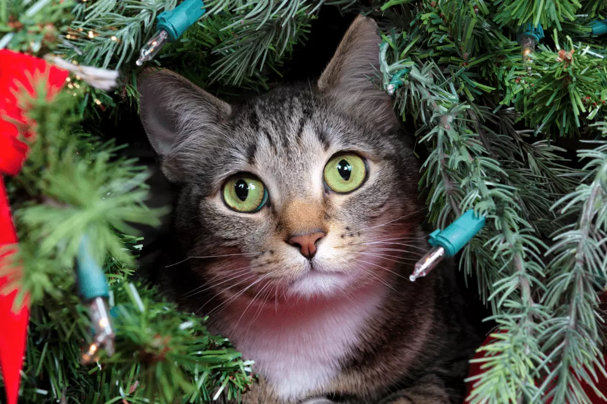 Guida Essenziale per un Natale Sicuro con i Tuoi Amici a Quattro Zampe