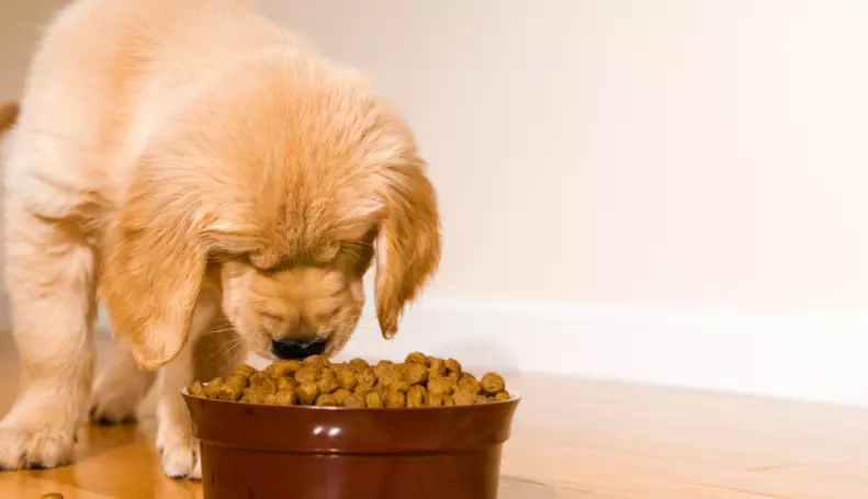 Regime Alimentare Canino: Guida Completa all'Alimentazione per Ogni Età
