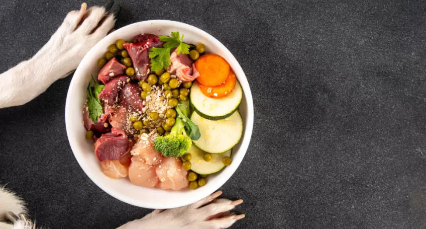 Alimentazione Canina Ottimale: Guida Completa per la Salute del Tuo Amico a Quattro Zampe