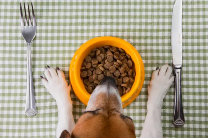 Gestione del Peso Ideale: Strategie Alimentari Ottimali per Cani