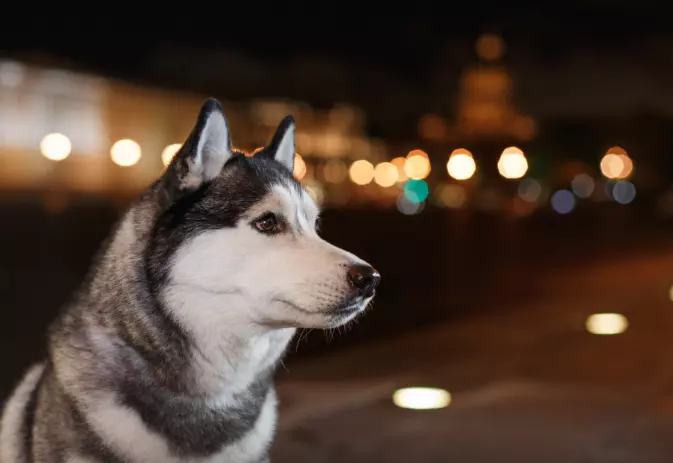 Passeggiate Notturne con il Cane: Consigli per un'Esperienza Sicura e Piacevole